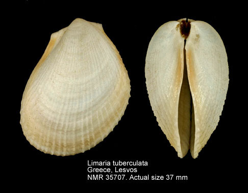 Limaria tuberculata (2).jpg - Limaria tuberculata(Olivi,1792)